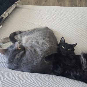 Meet your Posher, Ashleys